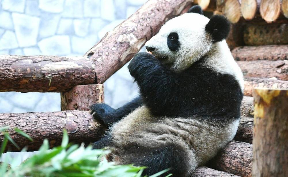 Панда из Московского зоопарка соскучилась по посетителям.