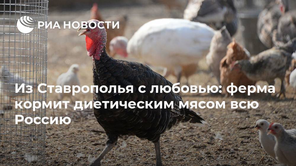 Из Ставрополья с любовью: ферма кормит диетическим мясом всю Россию