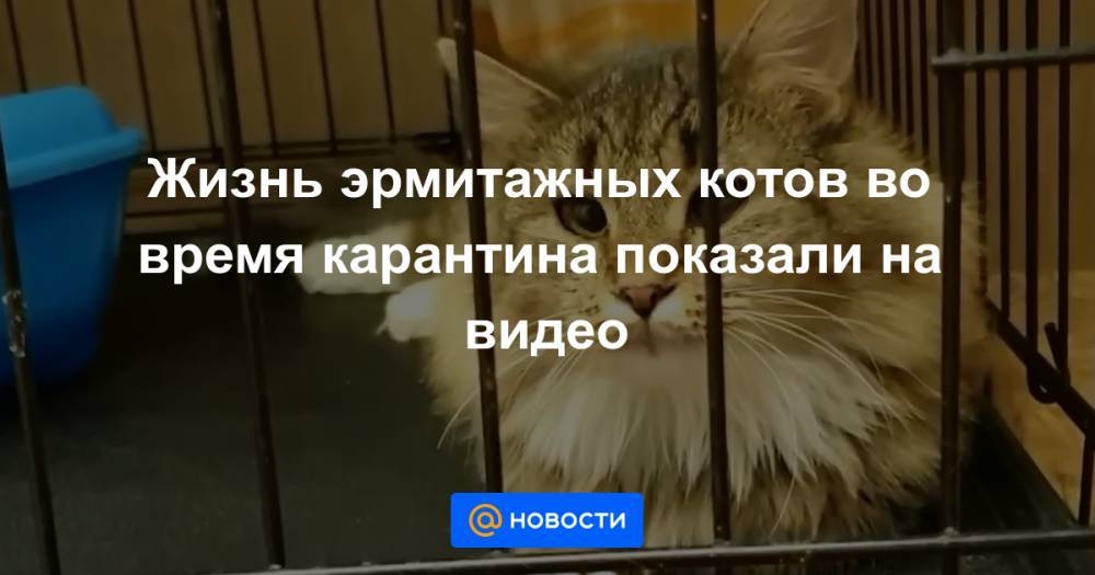 Жизнь эрмитажных котов во время карантина показали на видео
