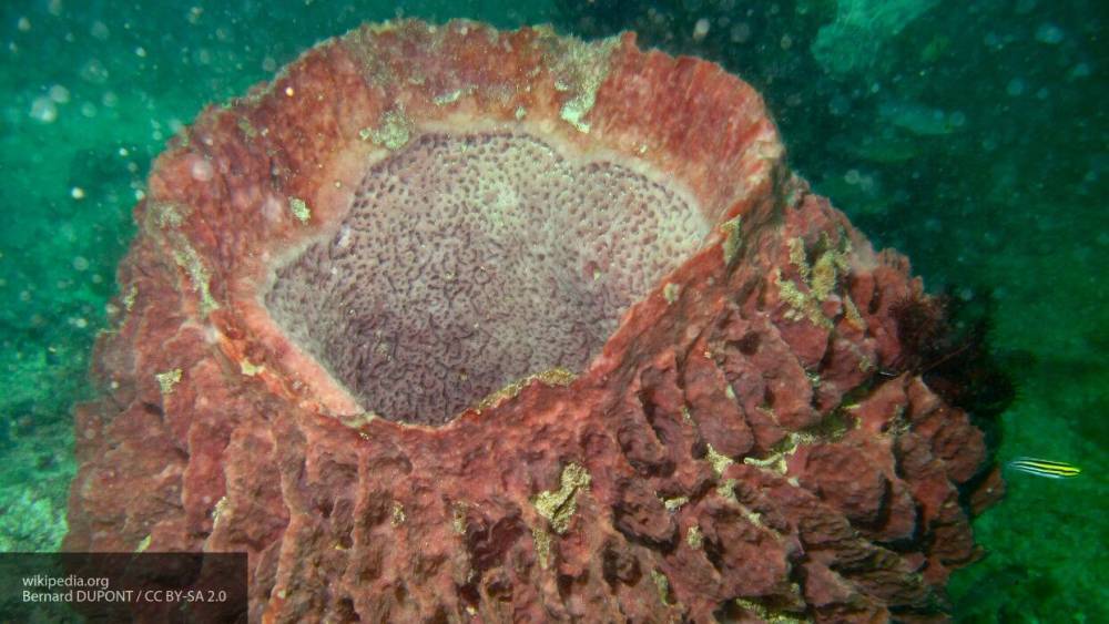 Морские губки могут помочь в борьбе с коронавирусом