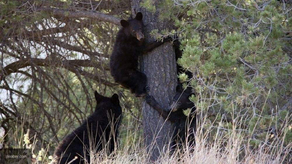Карен Даллакян - Трех осиротевших медвежат доставили в челябинский приют диких животных - nation-news.ru - Югра