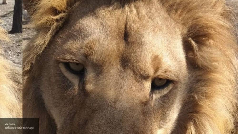 Царь зверей из абаканского зоопарка грустит без людей