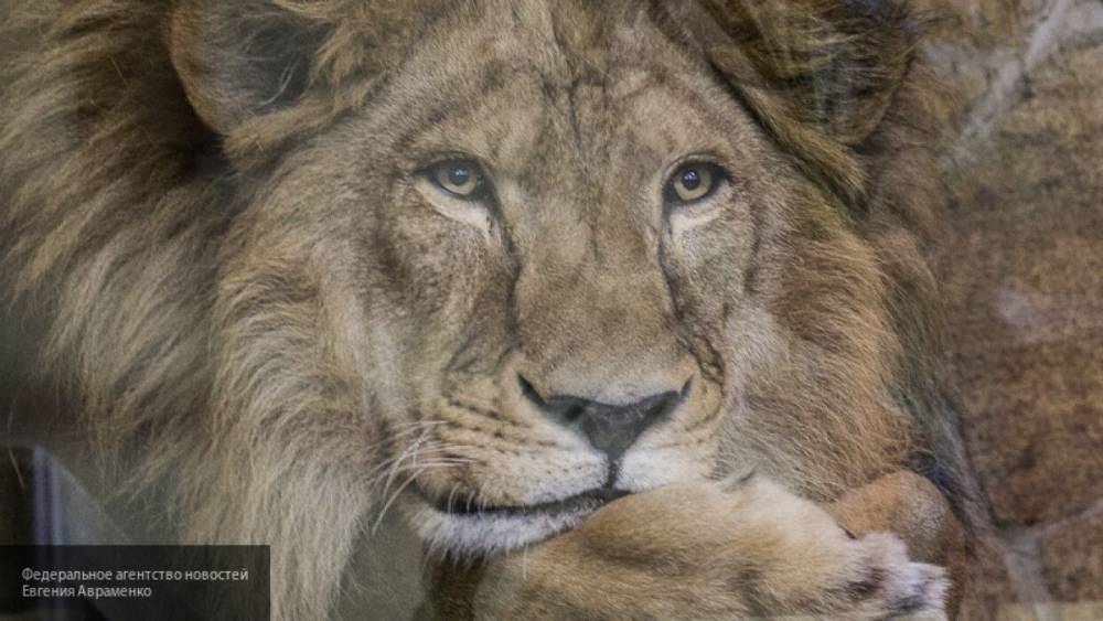 Лев в Абаканском зоопарке заскучал без внимания посетителей