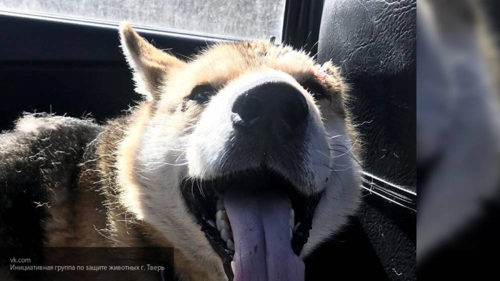 Волонтеры в Тверской области спасли раненного топором пса