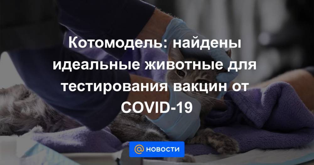 Котомодель: найдены идеальные животные для тестирования вакцин от COVID-19