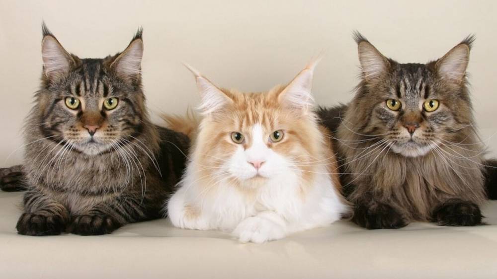 Кошек назвали идеальными животными для тестирования вакцины от коронавируса