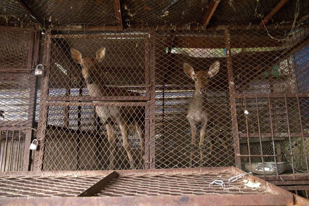Летучие мыши и член оленя: как коронавирус поднял проблему торговли дикими животными
