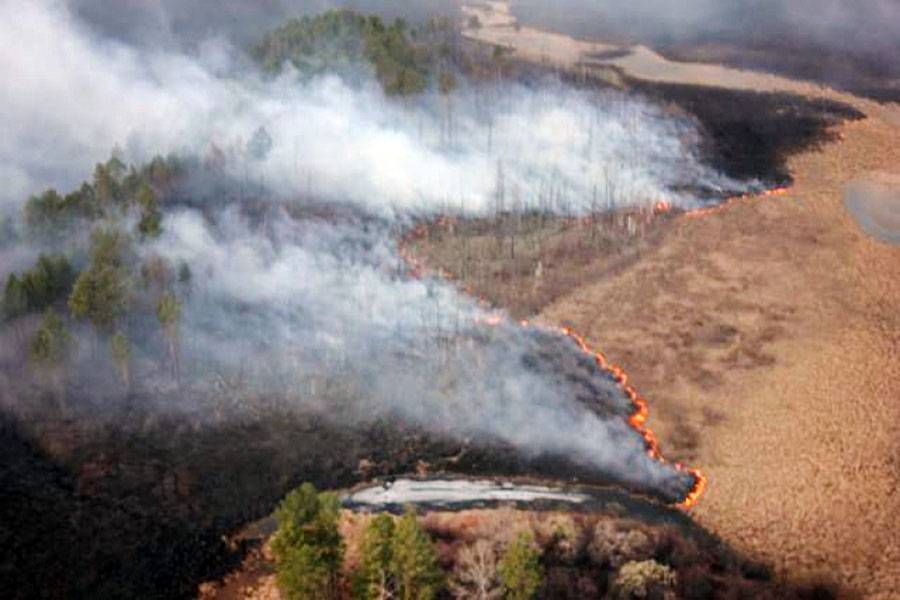 В нескольких регионах России горят леса