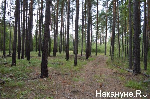 В Зауралье "черные лесорубы" спилили 35 сосен - причиненный ущерб составил 2,5 миллиона рублей