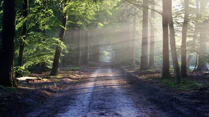 Более 700 жителей Ленобласти проигнорировали запрет на посещение лесов