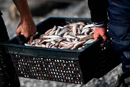Россия возобновила экспорт рыбной продукции в Азербайджан