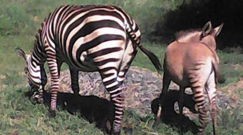 Редкий гибрид зебры и осла появился на свет в национальном парке Кении