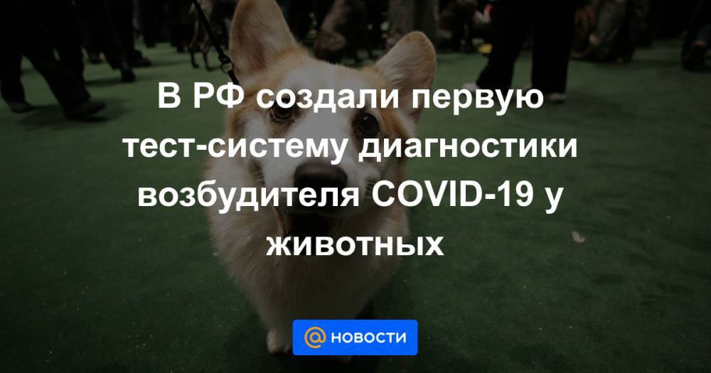 В РФ создали первую тест-систему диагностики возбудителя COVID-19 у животных