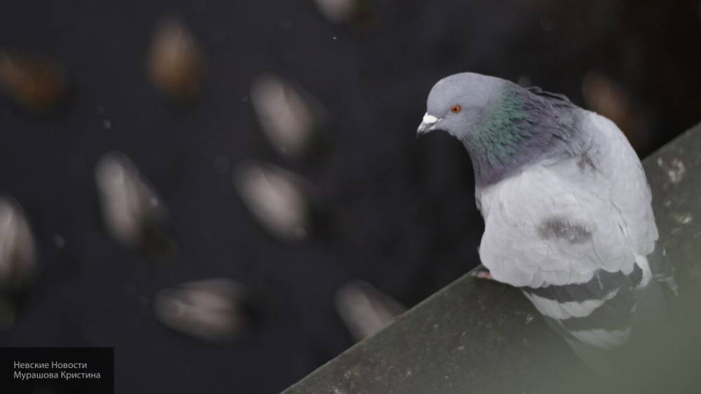 Массовая смерть голубей обеспокоила жителей Новомосковска