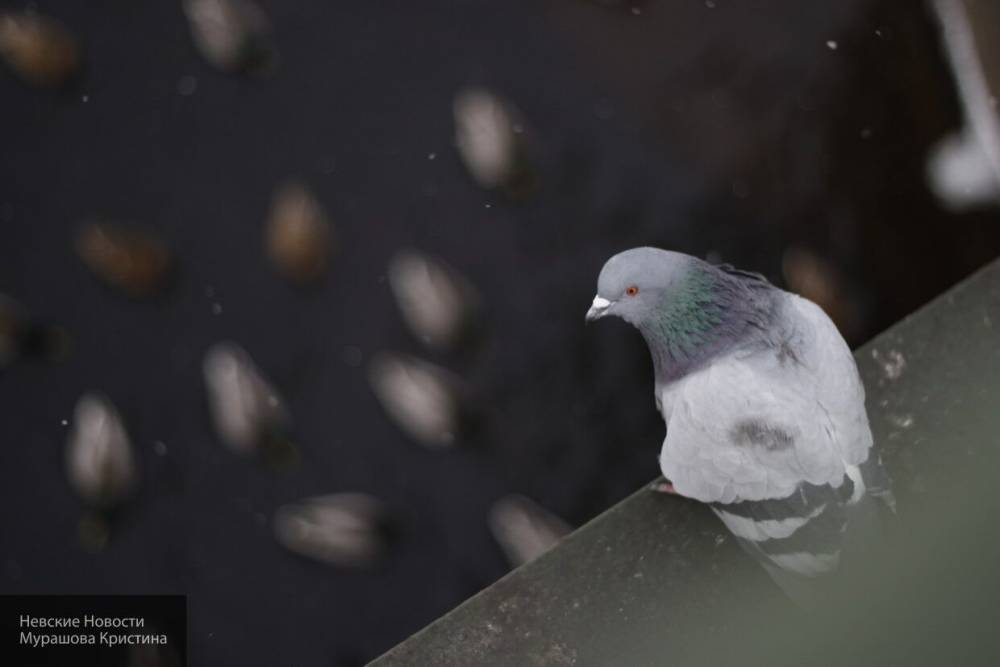Пользователи соцсетей обсуждают массовую гибель голубей в Новомосковске