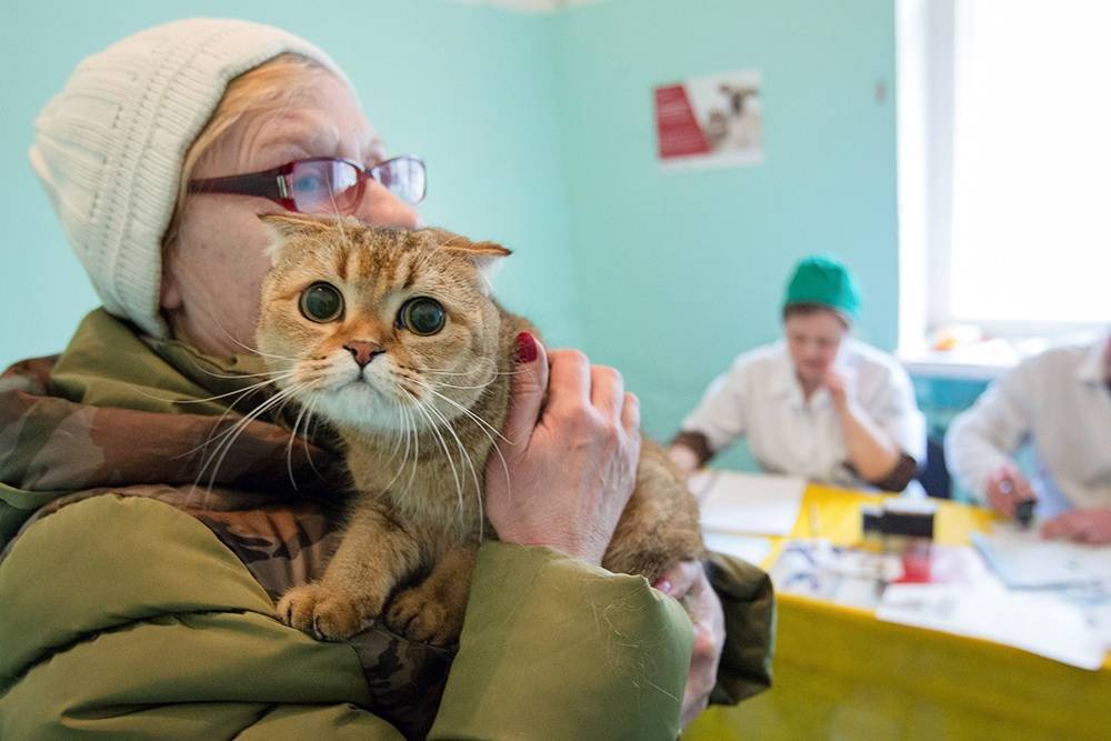 В России создали тест на коронавирус для кошек и собак