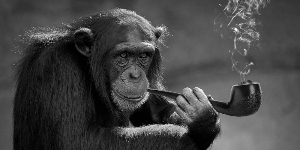 Побочный эффект коронавируса: обезьяны по всему миру пристрастились к никотину
