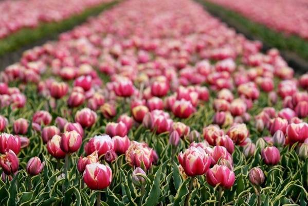 В Нидерландах уничтожили 400 млн тюльпанов из-за падения спроса на фоне COVID-19