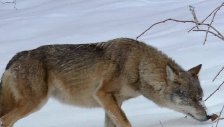 Зоологи: необходимо прекратить отстреливать волков в Красноярском крае