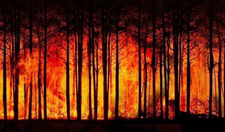 В сети появилось видео горящих лесов под Чернобылем