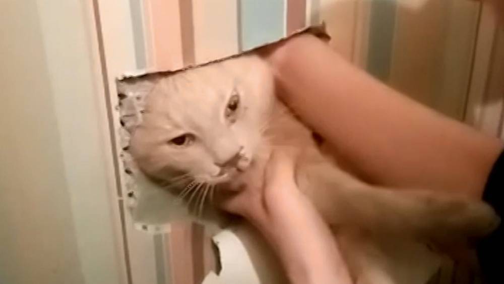 В Челябинске спасли кота, застрявшего в вентиляции жилого дома.