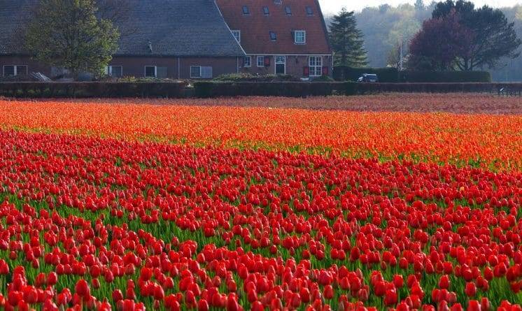 Фермеры в Нидерландах уничтожают поля тюльпанов, чтобы помочь в борьбе с коронавирусом