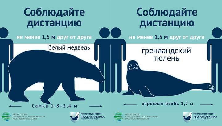 По одному тюленю и медведю: безопасную дистанцию показали на примере животных