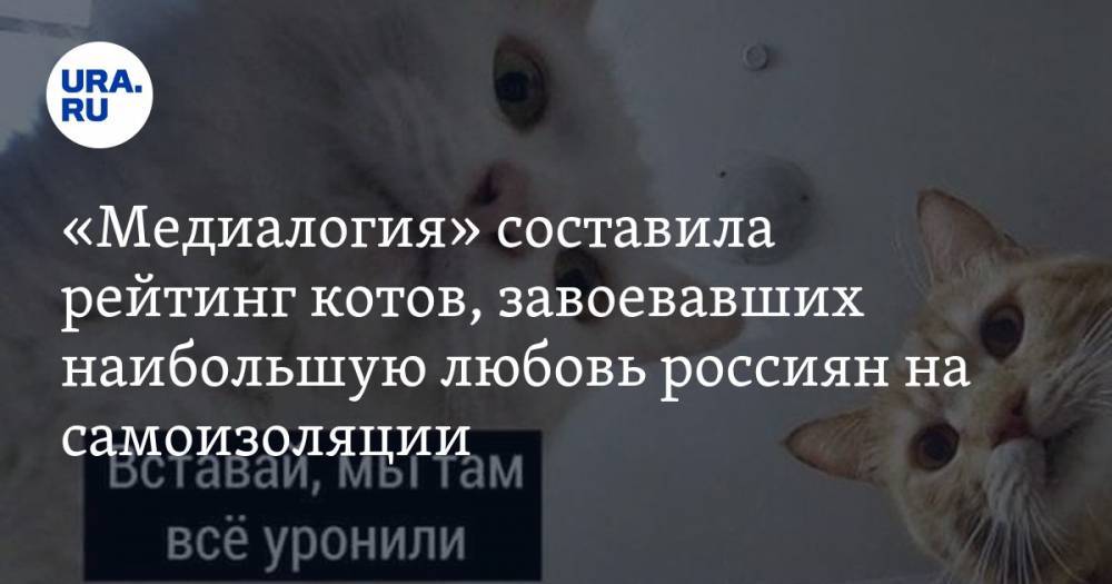 «Медиалогия» составила рейтинг котов, завоевавших наибольшую любовь россиян на самоизоляции
