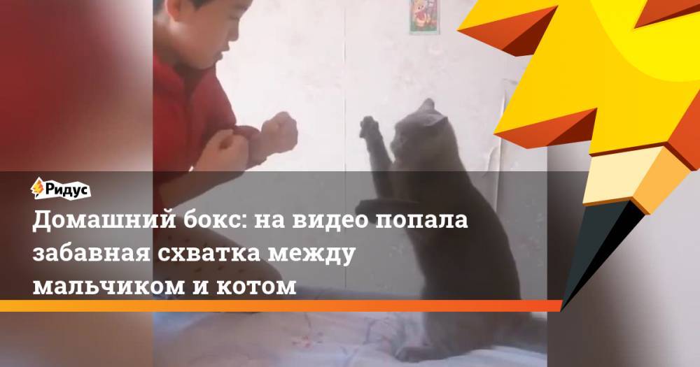 Домашний бокс: на видео попала забавная схватка между мальчиком и котом