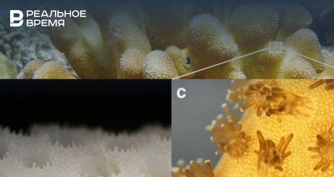 Ученые смогли напечатать на принтере структуру кораллов