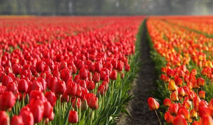 В Нидерландах уничтожены 140 миллионов тюльпанов