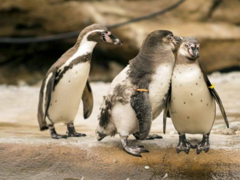 В Германии зоопарк скормит одних животных другим из-за коронавируса