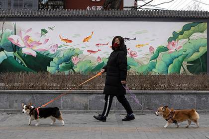 Еще один китайский город запретил есть кошек и собак