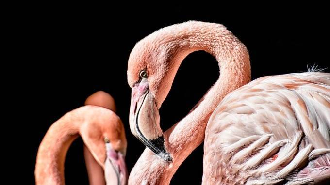 Стало известно, что фламинго устанавливают прочные дружеские отношения