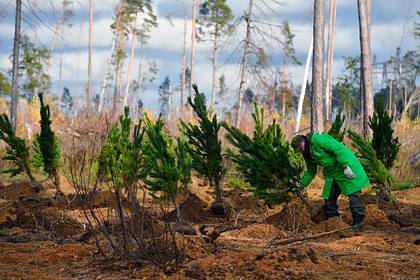 Российский регион в два раза перевыполнил показатели по восстановлению леса
