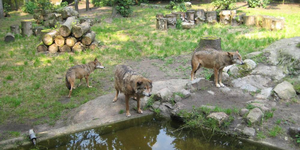 В немецком зоопарке из-за кризиса будут скармливать одних животных другим