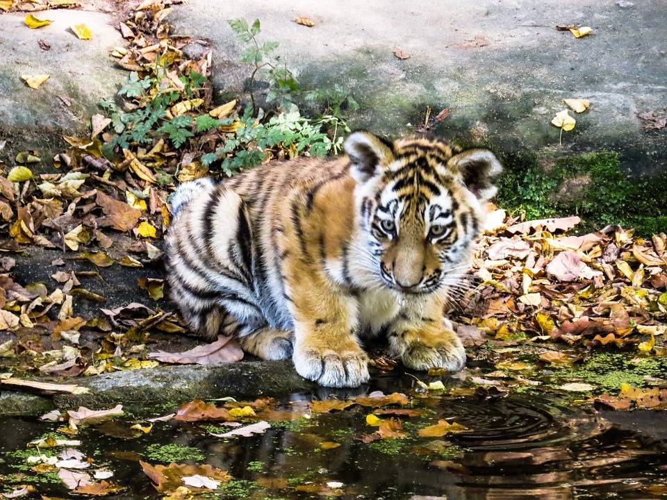 Олег Зубков - Шесть редких тигрят родились в крымском сафари-парке - vm.ru