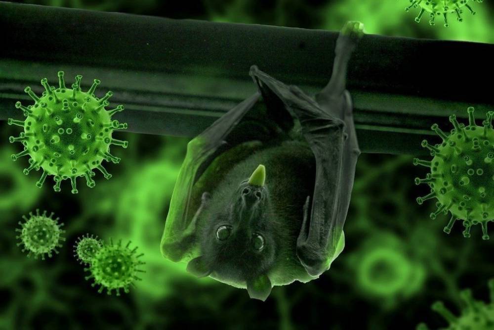 Ученые нашли у летучих мышей еще один тип коронавируса