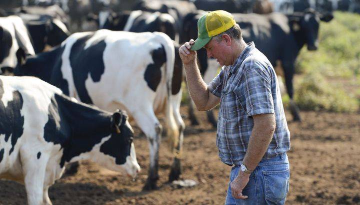Администрация Трампа намерена закупать молоко и мясо у фермеров США