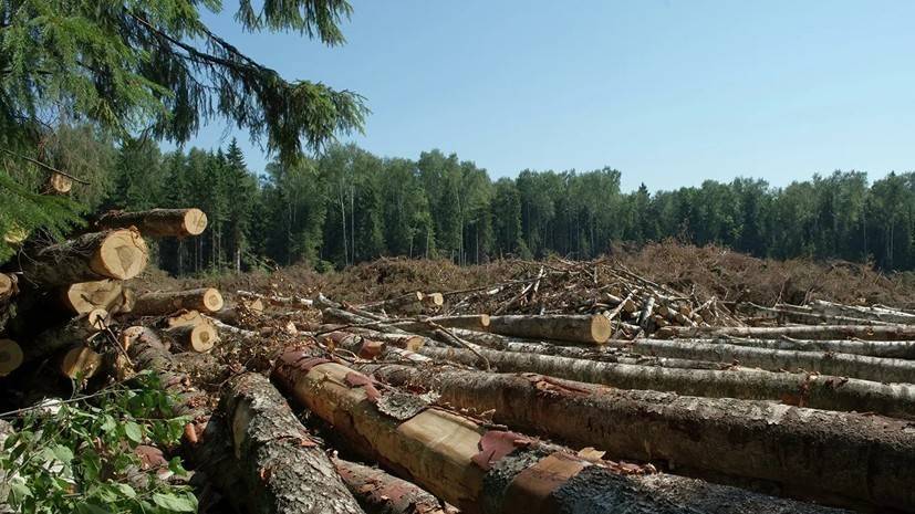 В Удмуртии завели дело по факту незаконной вырубки деревьев на сумму более 6,5 млн рублей