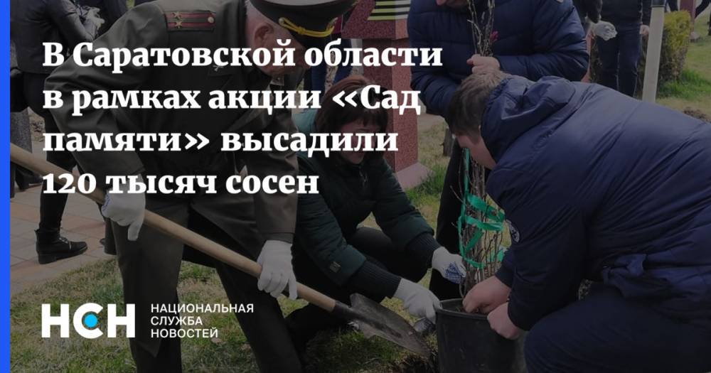 В Саратовской области в рамках акции «Сад памяти» высадили 120 тысяч сосен