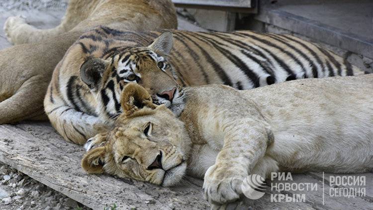 "Тайган" в изоляции: как коронавирус отразился на львах и тиграх