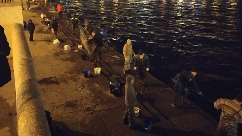 Петербургские рыбаки начали массово выходить по ночам на ловлю корюшки