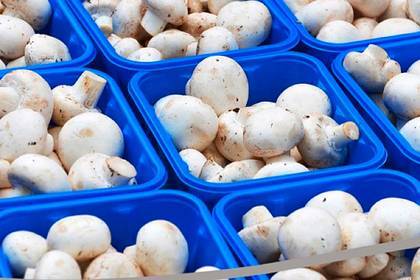Власти Подмосковья рассказали о планах по экспорту грибов