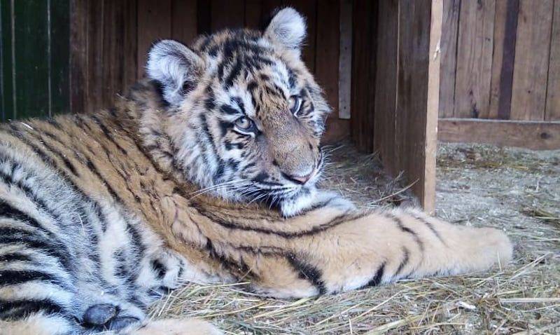 Звери мобильного зоопарка умирают от голода в плену карантина в Волгоградской области