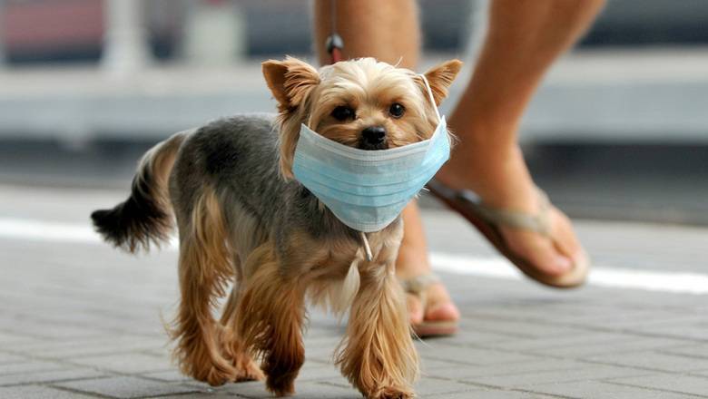 Ветеринары посоветовали не надевать маску на собаку во время прогулки