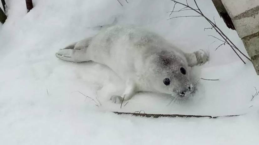 В Ленобласти спасли двух детёнышей тюленя