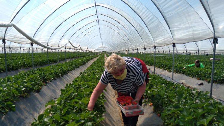 Как собирают ароматный урожай: В Крыму поспела ранняя клубника - видео
