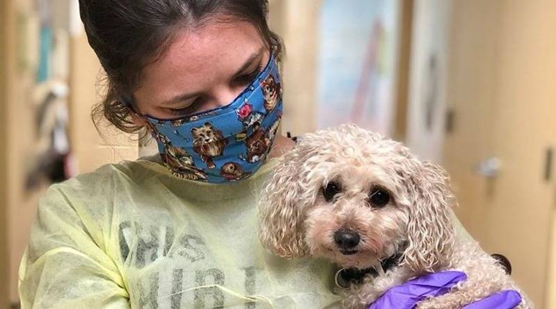 Собака ищет новую семью после смерти двух хозяев из-за коронавируса