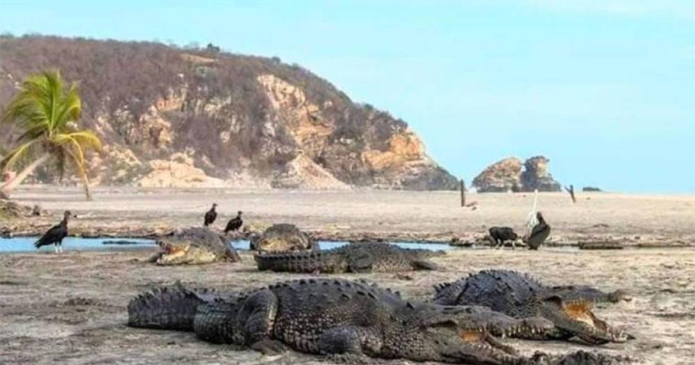 Крокодилы захватывают опустевшие из-за коронавируса пляжи в Мексике
